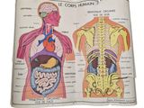 an image of a book with a diagram of the human body