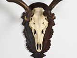 a deer skull mounted on the wall of a room