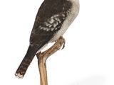 un oiseau perché au bout d'un bâton en bois