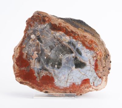 Amérique, Arizona, -201 à -145 millions d’années