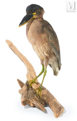 a bird that is sitting on a branch of a tree