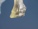 a close up view of a horse ' s nose with a blue sky in the background