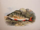 un poisson qui est posé par terre, dans l'herbe