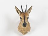 an antelope head mounted on a wall in a white room