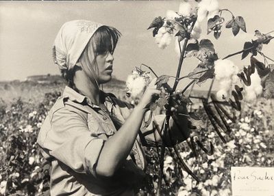photographie en noir et blanc d'une femme cueillant du coton dans un champ