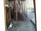 un chat allongé par terre devant un miroir