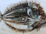 un poisson posé sur une assiette sur la table