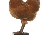 un poulet perché sur un bloc