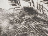 an image of a black and white drawing of a plant