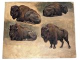 painting of four bison laying down on the ground in a field