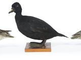 trois canards posés sur un socle en bois