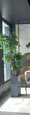 une plante dans une jardinière au milieu d'une pièce