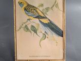 a picture of a yellow and blue bird sitting on a branch