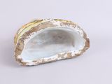 a white and gold shell with a yellow stripe on it