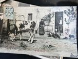 a black and white photo of a cow standing in front of a building