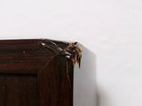 a spider that is sitting on the corner of a cabinet