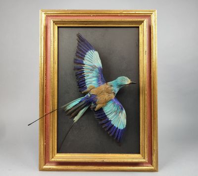 une image représentant un tableau encadré représentant un oiseau aux ailes bleues