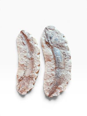 deux morceaux de poisson posés sur une surface blanche