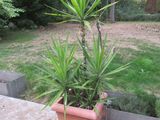 a plant that is sitting in a pot on the ground