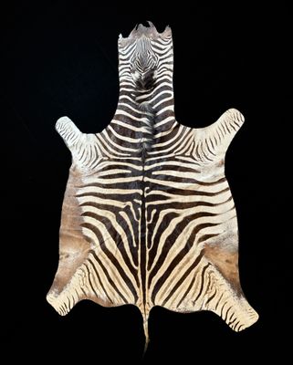 a zebra skin on a black background with a black background