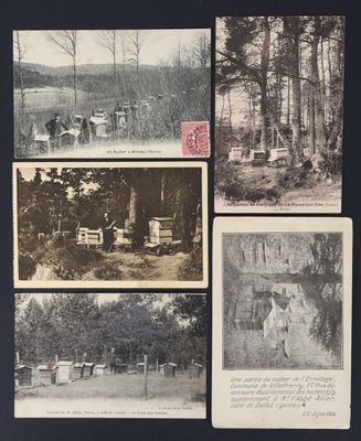 plusieurs anciennes cartes postales représentant des personnes et des animaux dans un environnement boisé