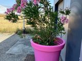 un pot de fleurs rose posé contre le mur d'un immeuble