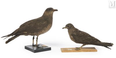 two birds are standing on a wooden block on a white surface