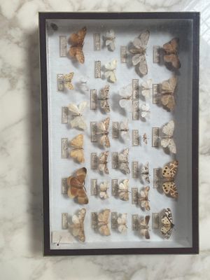 une photo d'un assortiment de coquillages présenté dans un cadre vitré