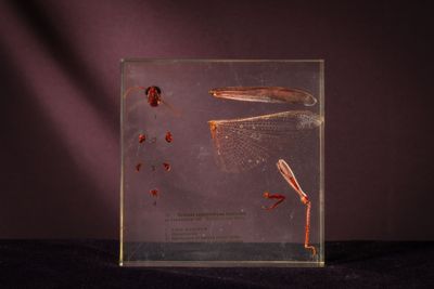 a picture of a dragonfly in a glass box