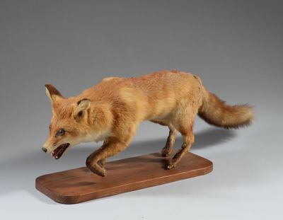 modèle taxidermique représentant un renard roux en pleine course, monté sur un socle en bois