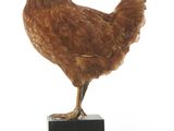 un poulet perché sur un bloc noir