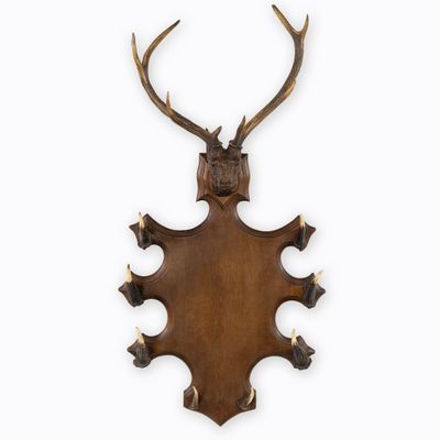 un gros plan de la tête d'un cerf empaillée accrochée au mur