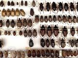many different types of beetles on display in a display case