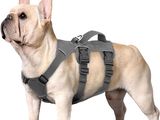 un petit chien qui porte un harnais sur le dos