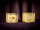 two yellow cubes with dandelions in them sitting on a black surface
