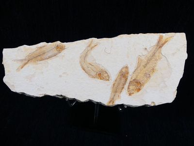 two fossil fish on a rock on a black surface
