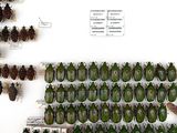 a lot of bugs that are hanging on the wall