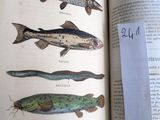 un livre ouvert sur lequel figure un dessin de poissons