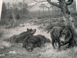 a picture of a black and white picture of a bear and two boars