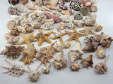 a lot of seashells on a white table