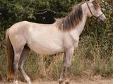 un cheval qui se tient debout dans la terre, près de quelques arbres