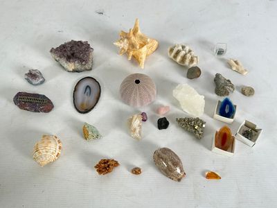tout un tas de coquillages de toutes sortes sur la table