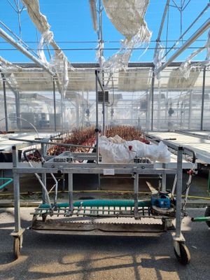 un chariot dans lequel se trouvent plein de plantes