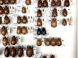 a lot of beetles on display in a display case