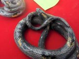 un serpent allongé sur une table rouge
