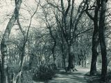 une photo en noir et blanc d'un chemin de terre dans les bois