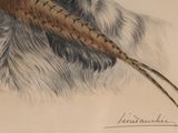 a drawing of a dog with a pheasant in it ' s mouth