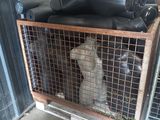 un chien dans une cage où se trouvent plusieurs bouteilles