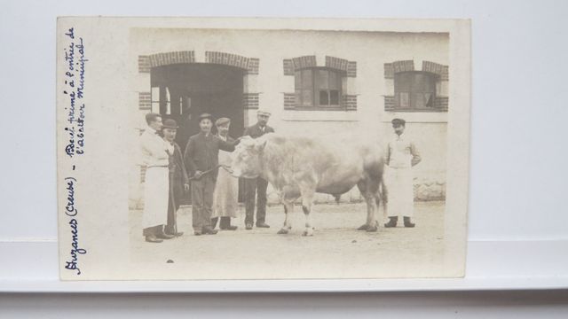 Auzances Bœuf primé à l’entrée de l’abattoir. Carte-photo rare !!...