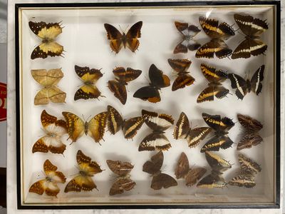 a lot of butterflies that are in a glass case